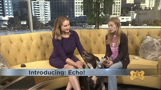 Pet of the Week Meet Echo [upl. by Sarajane28]