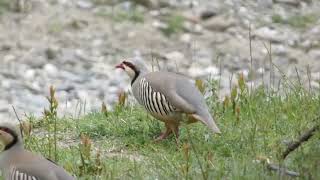 Perdiz chukar  Alectoris chukar  Chukar partridge [upl. by Wojak]