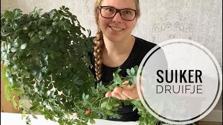 🌱🌿☘️ Stekexperiment met het Suikerdruifje 🌱🌿☘️ [upl. by Ynot252]