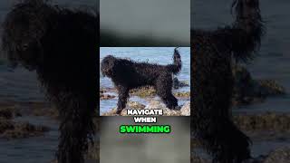 Portuguese Water Dog  Made for Swimming [upl. by Inatirb]