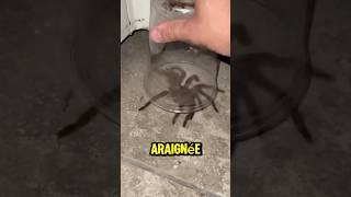 Voici pourquoi il ne faut jamais écraser une araignée 😨 [upl. by Nolra82]