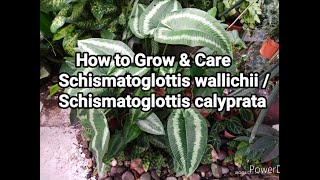 How to Grow amp Care Schismatoglottis wallichii  Schismatoglottis calyprata Plant [upl. by Samuelson]