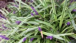 11 Reasons to Grow Liriope lowmaintenance perennial [upl. by Fionnula]