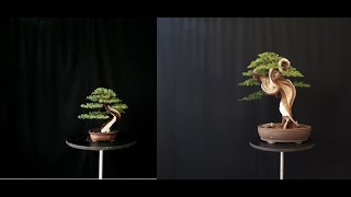 Bonsai 2 em 1 Juniperus Communis [upl. by Analak]