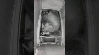 Racoon sleep like baby  Caught On Ring camera shorts racoon animals [upl. by Neit]