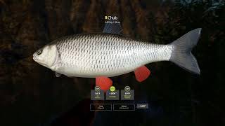 RF4  Belaya River Trophy Chub  200SHR Active Spot 3172024 [upl. by Philo]