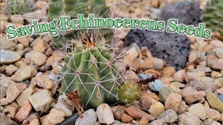 Saving Echinocereus Seeds [upl. by Mumford]