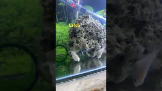 Polar parrot fish fight fight parrotfish aquarium [upl. by Grefer]