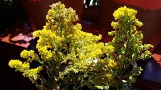 Growing California Goldenrod from Seeds for 204 Days [upl. by Leno]