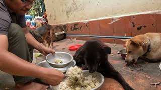 THIS IS LUCH TIME FOR DOGS [upl. by Fogarty]