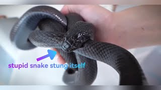 When Snakes Get Confused A Snake Biting Its Own Tail [upl. by Malia]