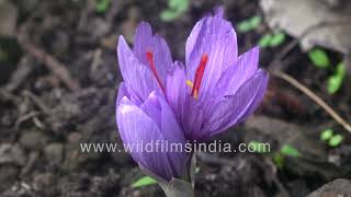 Saffron harvest still a few weeks off first Crocus sativus flowers begin to appear in early winter [upl. by Torrance419]