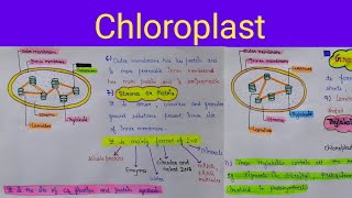 chloroplast structure  chloroplast functions  chloroplast structure and functions [upl. by Anehsak]