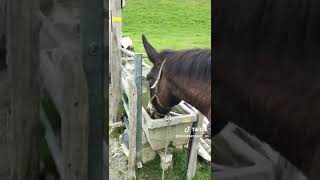 Le mulet est un animal hybride issu du croisement entre un âne mâle Equus asinus et une jument [upl. by Aecila]