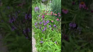 Verbena hastata Blue Vervain is the prettiest in the garden now 🐝 [upl. by Dusza454]