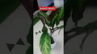 CALATHEA PLANT 9496538997 WE WILL SEND VIA SPEEDPOST plants marketing sales Business greenplant [upl. by Suiratnod]