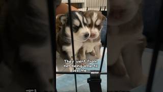 See how much they’ve changed🤧❤️👀 puppy dogbreed cute siberianhusky huskyowner huskypuppy [upl. by Mirabel]