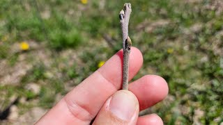 Spring Planting Bareroot American Persimmon [upl. by Cheney]