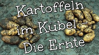 Kartoffeln im Kübel anbauen  Die Ernte [upl. by Namar369]