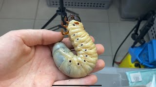 Hercules beetle lifecycle [upl. by Dnalyr]