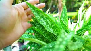 Lungwort Pulmonaria Growing and Heat Tips [upl. by Tnaryb]