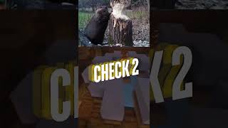 Beavers Secret to Felling Trees The Cracking Sound Trick 🦫🌳animalfacts shorts [upl. by Nitsuj]