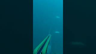 Almost double  part 2 🔥 pescasubmarina spearfishing fishing zipkin [upl. by Inafit]