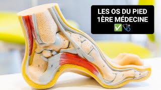 ANATOMIE 🦴 LES OS DU PIED OSTÉOLOGIE DU MEMBRE INFÉRIEUR 1ÈRE MÉDECINE ✅🩺 [upl. by Ma]