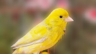 Beautiful Yellow Canary Powerful Song For Training Canaries [upl. by Hughie]