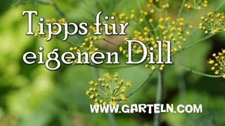 Dill selbst anbauen [upl. by Vadnee]