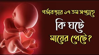 গর্ভাবস্থার ১৭ তম সপ্তাহ ।17 Weeks Pregnant ।Pregnancy Week by Week Bangla ।17 Weeks Pregnant Bangla [upl. by Otreblide]