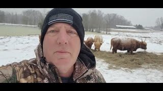 Secrets of Scottish Highland Cattle Surviving on the Frozen Arkansas Tundra [upl. by Marshall]