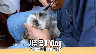 시츄 짱아 동물병원 가는날  The day shin zhu Jjangas go to the animal hospital [upl. by Nnairahs]