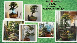 my ❤️ Buxus Bonsai 🔸 10years of transformation [upl. by Airamas]