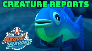 Octonauts Above amp Beyond  Creature Reports Pupfish  Octonauts​ [upl. by Nnylarak29]