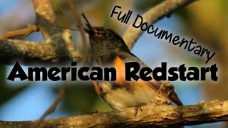 American Redstart full documentary ID food  how to ID habitat nesting behavior [upl. by Higgins]