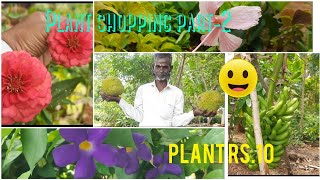 part 2plants at cheapest priceplant RS10Arimalam nurserypudukkottai District [upl. by Hooper]