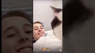 Cats Copying Humans Laughs Guaranteed [upl. by Pardner]