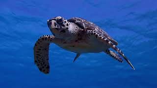 Hawksbill sea turtle Eretmochelys imbricata [upl. by Nayd401]