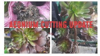 aeonium cutting full update [upl. by Adin759]