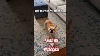 Greedy dog wants All Balloons funnydogs frenchbulldog cutedogs funnypets [upl. by Mercuri]