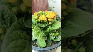 How to grow and care calceolaria flower plant winter care tips fertilizer  plants house [upl. by Julio]