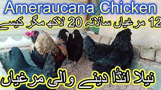 Ameraucana Chisken  Blue Egg Laying Chickens  Neela Anda Dene Wali Murghi wildroosters [upl. by Scott]