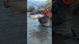 Release King At Samish River washington pnw salmon river [upl. by Oal494]