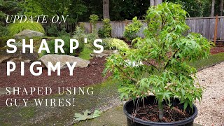 Turning Nursery Stock Japanese Maple into Bonsai Sharps Pigmy Edition [upl. by Kroll]