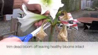 How to trim an amaryllis plant [upl. by Karly318]