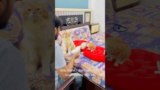 Billu amazing😜😜catcomedy billicomedy viralcat cat catshorts sajidcat catvideo [upl. by Mariandi]