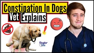 Why Is My Dog Struggling To Poop  Constipation In Dogs  Veterinarian Explains  Dogtor Pete [upl. by Naitsabes]