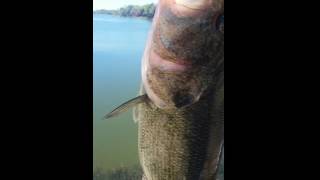 Lake Bastrop fishing bassfishing [upl. by Anaynek]