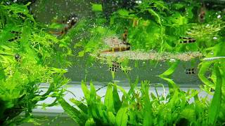 Low Tech Planted Aquarium amp Epiplatys annulatus feeding [upl. by Marley]